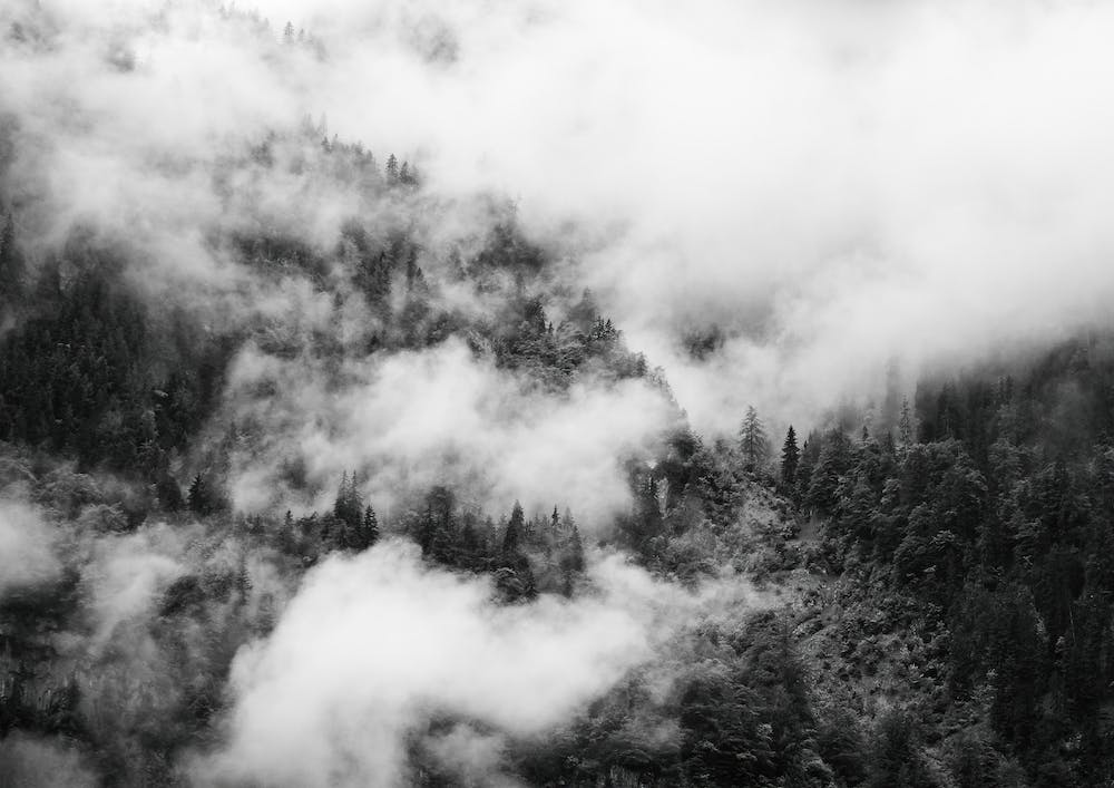 Black And White Cloudy Forest