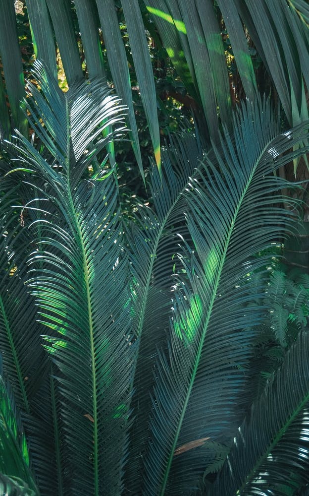Palms