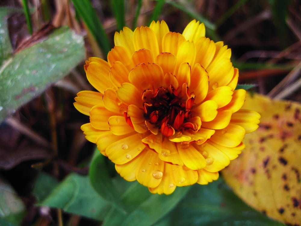 Yellow Flower