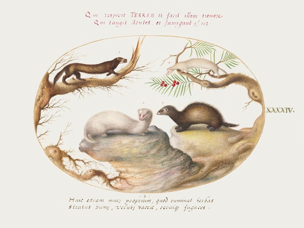 Polecat, Mink, And Ermine (1575–1580), Joris Hoefnagel