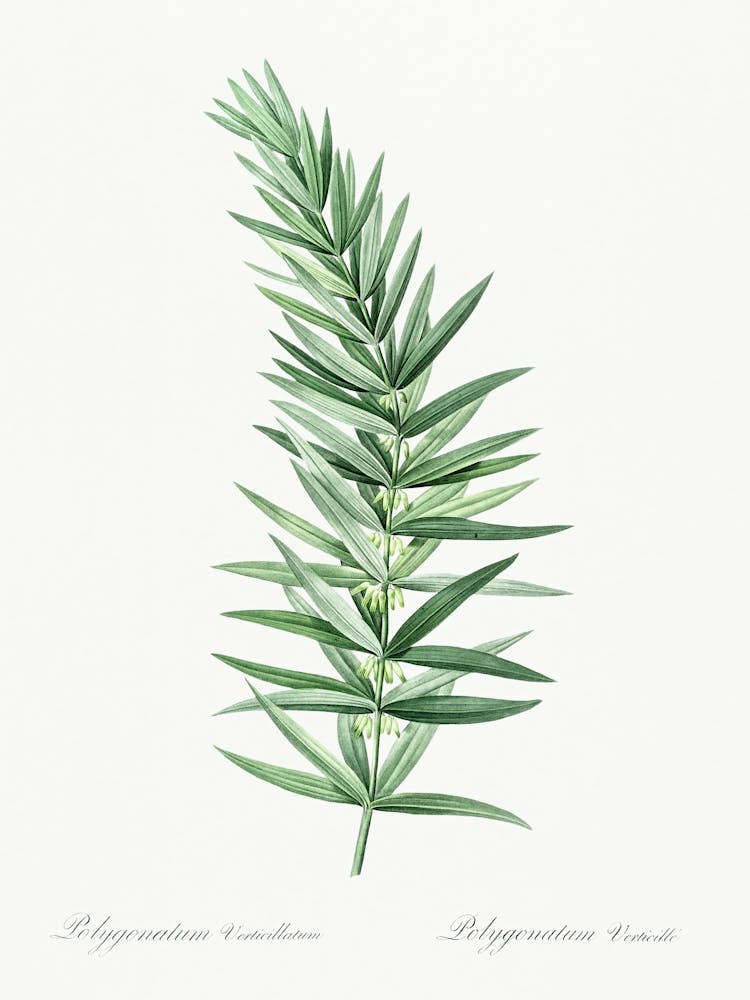 Whorled Solomon S Seal Illustration From Les Liliacées (1805), Pierre Joseph Redoute