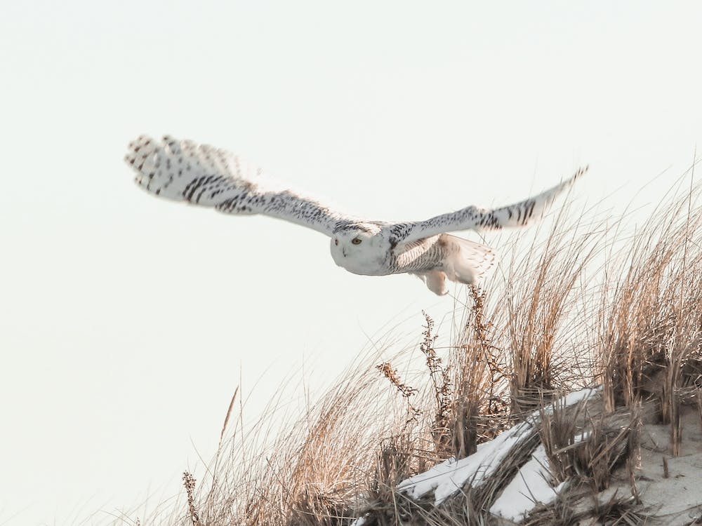 Snowy Owl Taking Flight