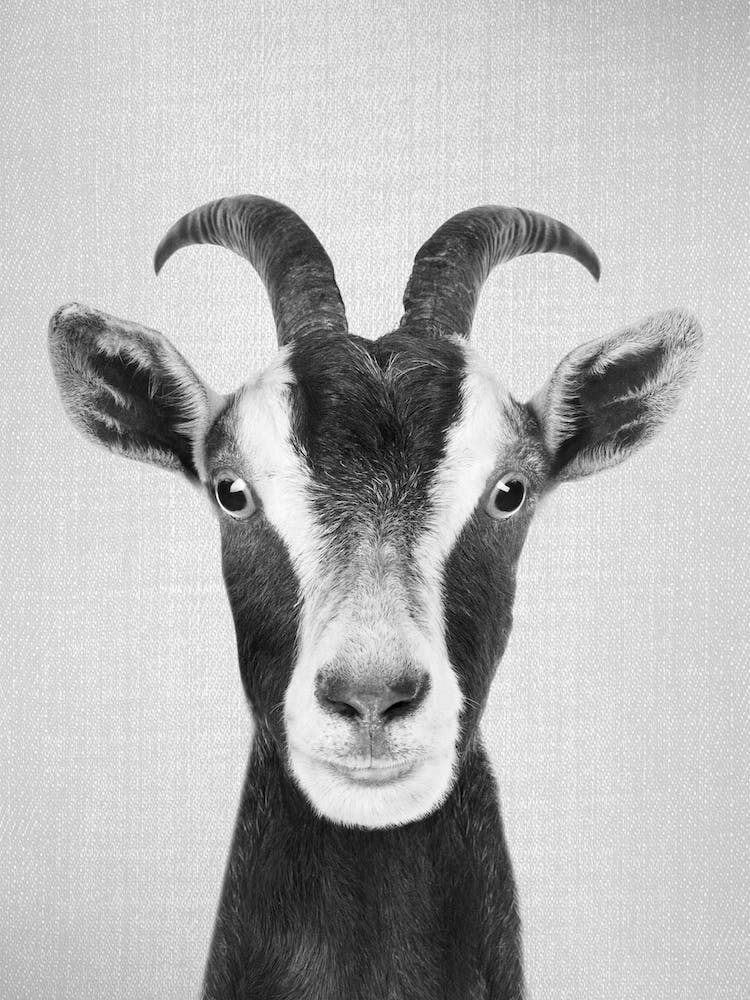 Goat - Black & White