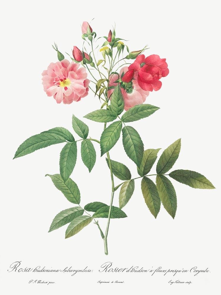Subcorymbose Hudson Rose, Pierre Joseph Redoute