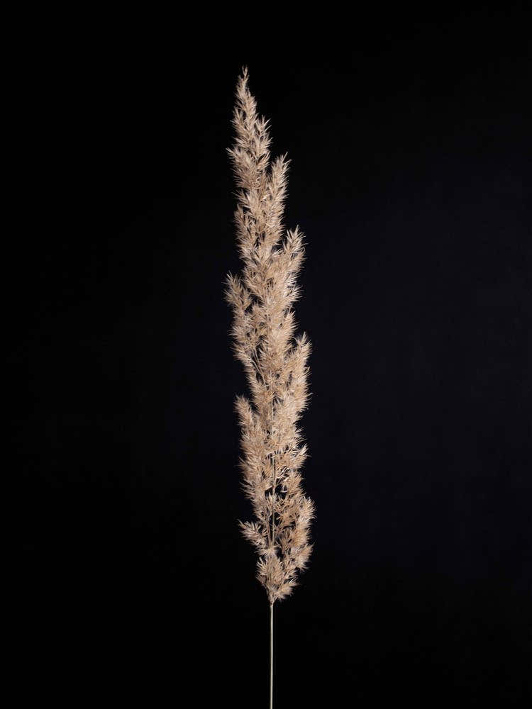 Minimal Pampas Gras On Black
