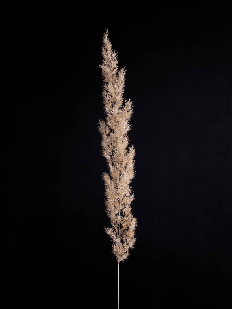 Minimal Pampas Gras On Black