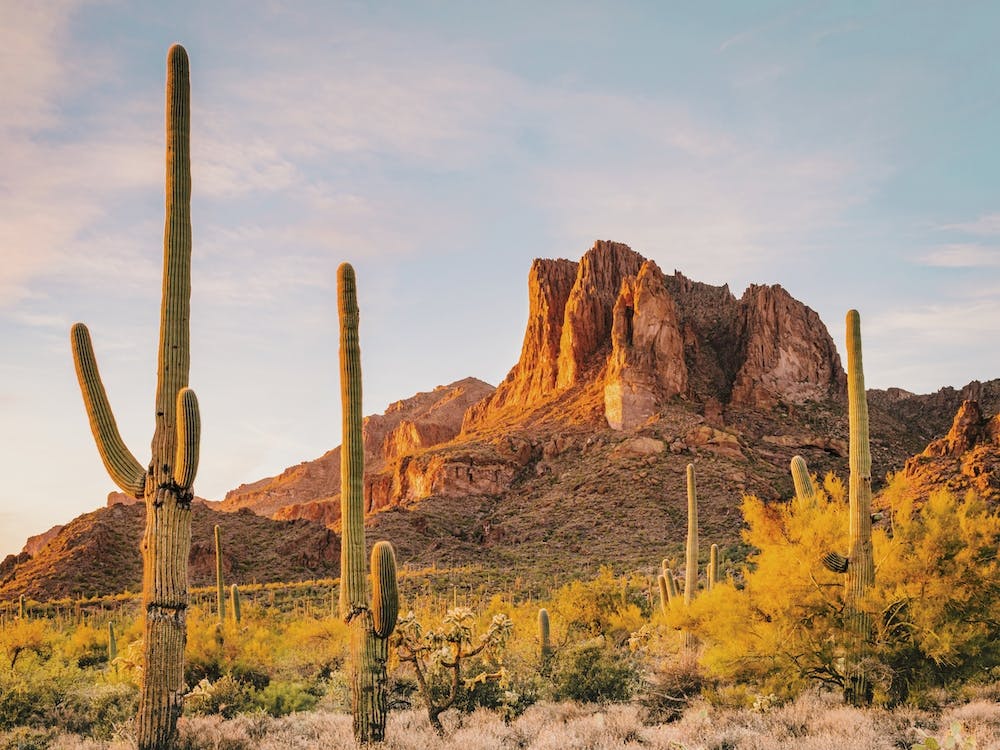 Sonoran Desert Scenery