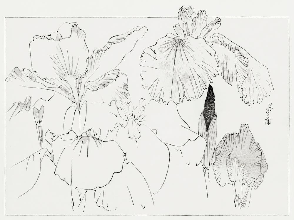 Japanese Iris Illustration From Bijutsu Sekai (1893 1896), Watanabe Seitei
