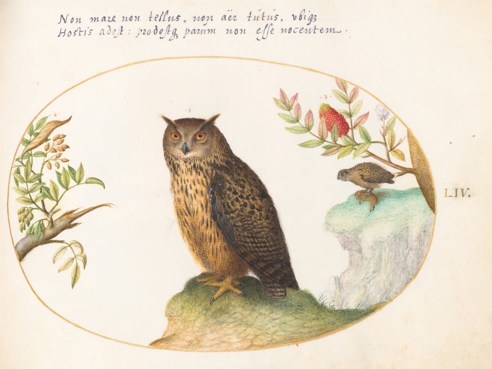 Animalia Volatilia et Amphibia (c. 1575-1580), Joris Hoefnagel (7)