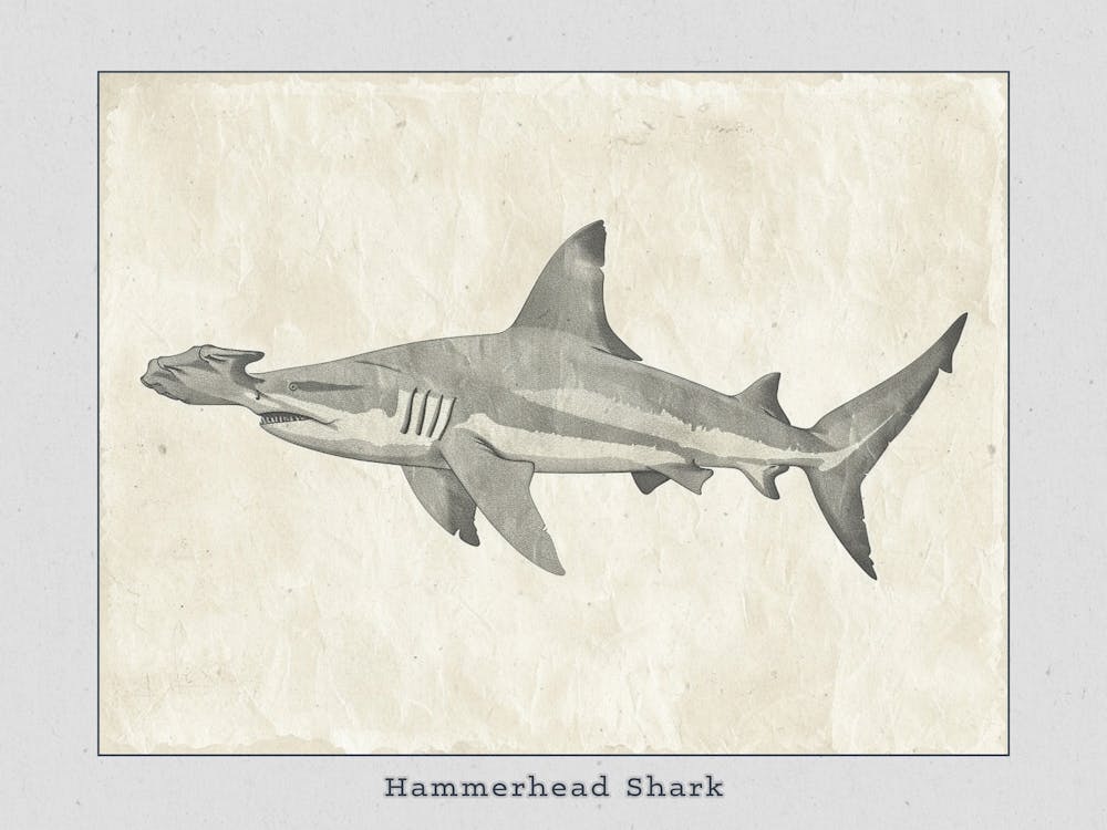 Hammerhead Shark Grey Silhouette 11 Poster