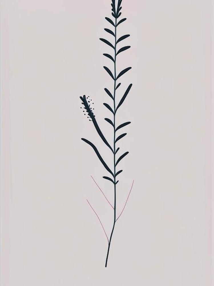 Obedient Plant Wildflower Simplicity