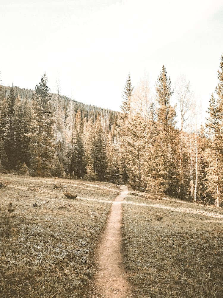 Forest Hiking Trail