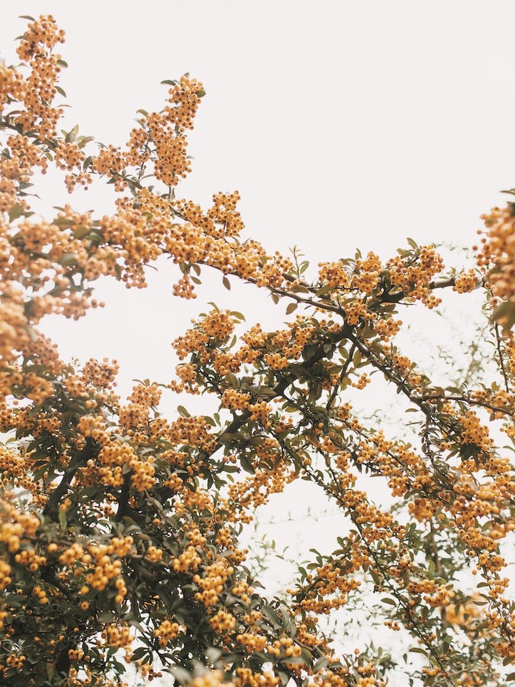 Firethorn Bush