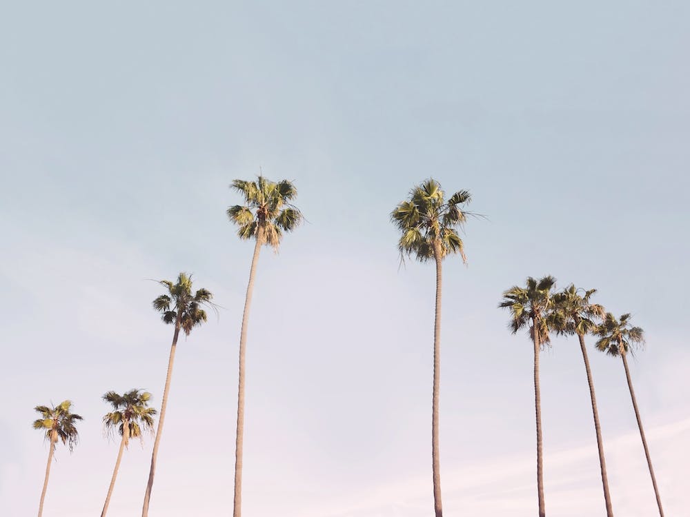 Palm Trees