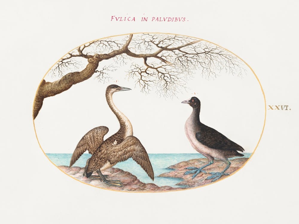 Cormorant And Coot (1575–1580), Joris Hoefnagel