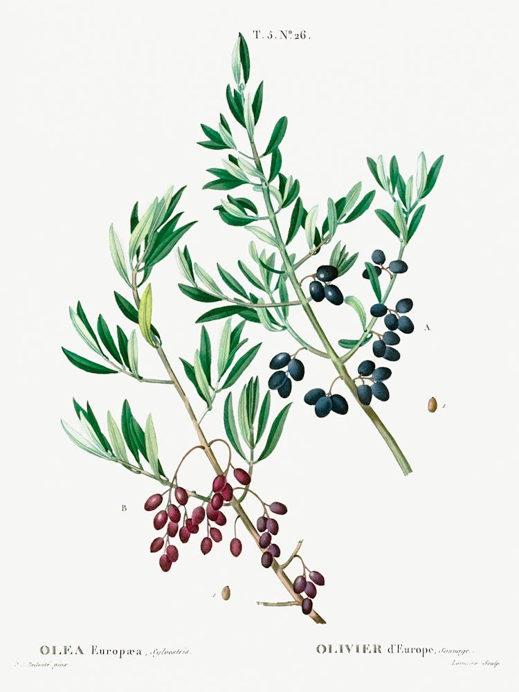 Wild Olive, Pierre Joseph Redoute