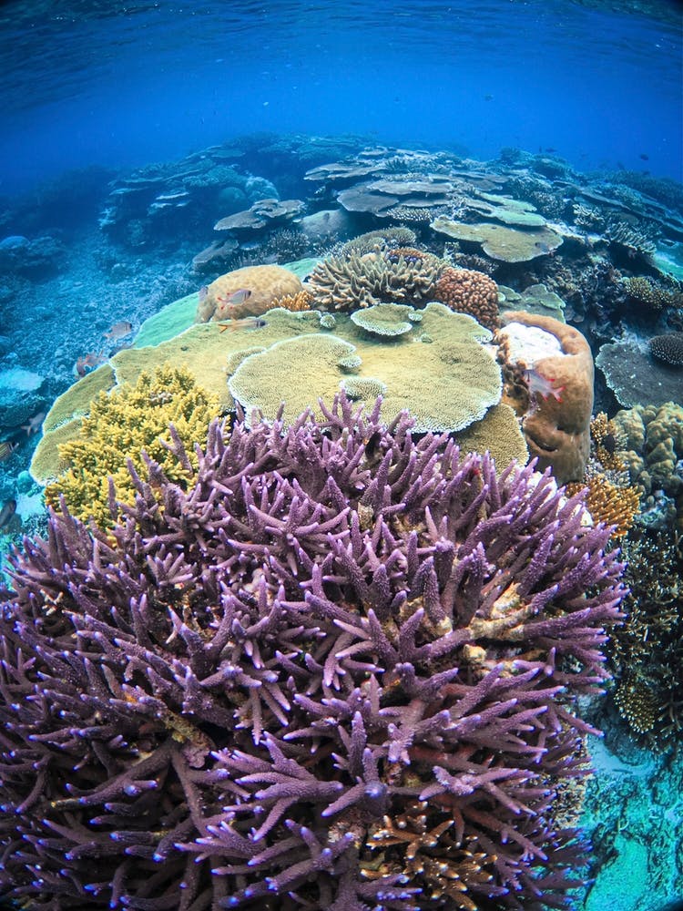 Life Under the Sea