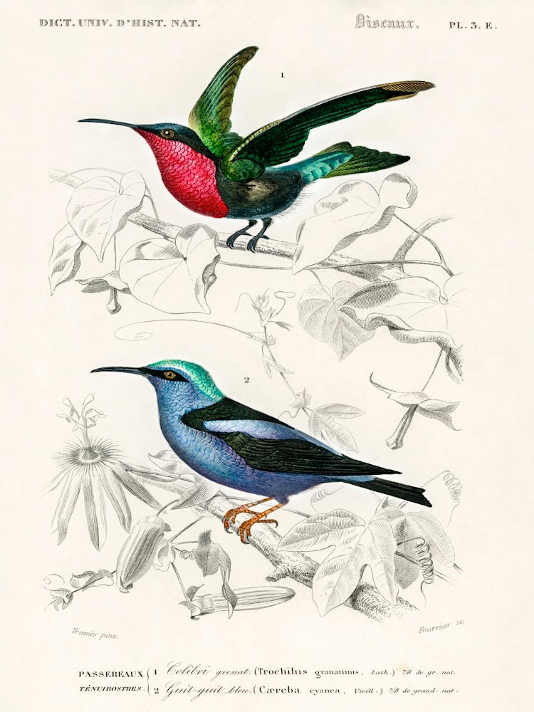 Different Types Of Birds, Charles Dessalines D'Orbigny