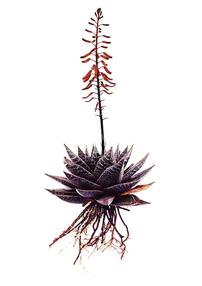Whole Plant 03