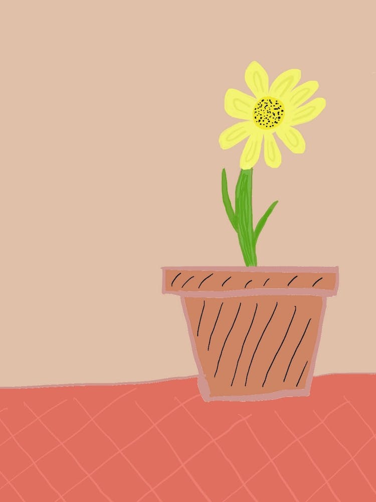 Yellow House Plant