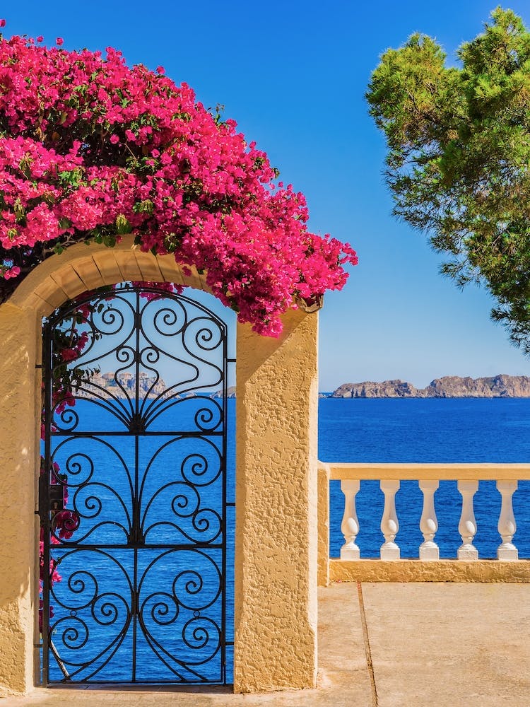 Bougainvillea Mediterranean sea view at the coast of Majorca