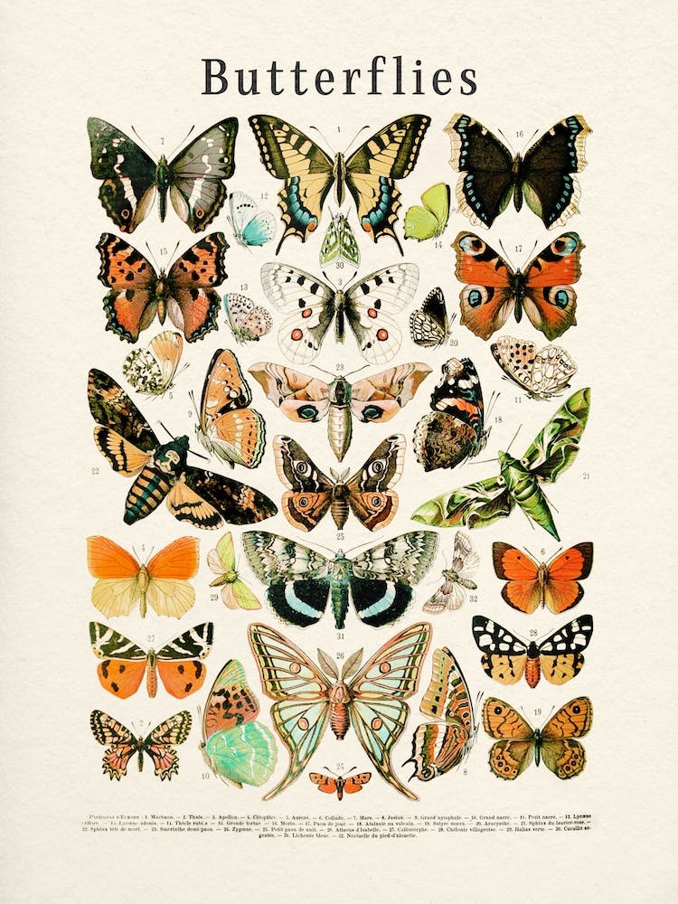 Butterflies Collection