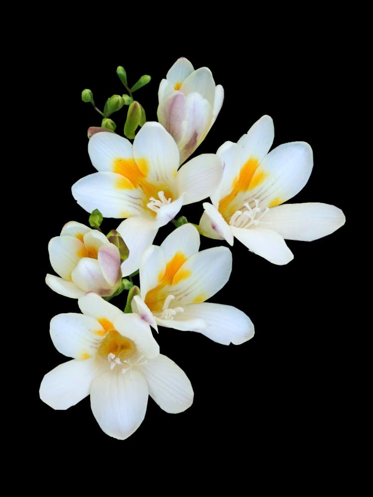 White Flowers On A Black Background