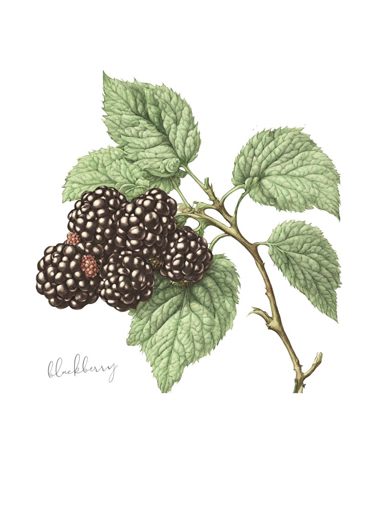 English Hedgerow Blackberry - Botanical Wall Print Set | Floral Collection