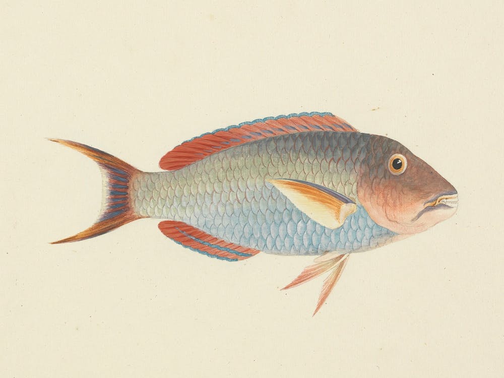 Unidentified Fish, Luigi Balugani (16)