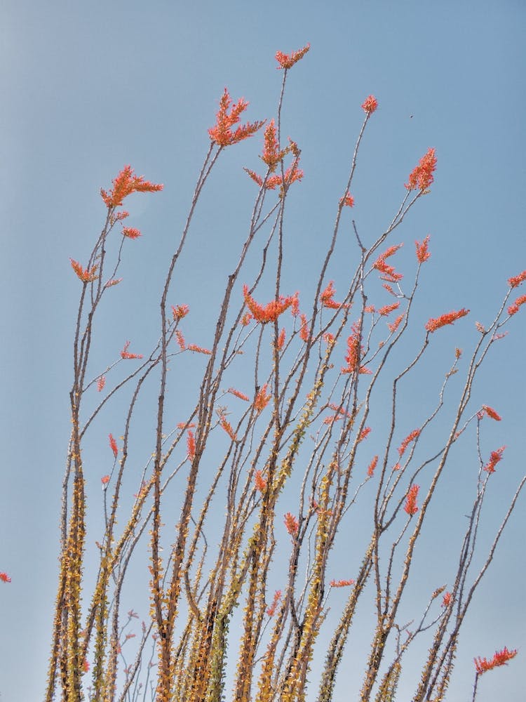 Ocotillo Flower Blooms