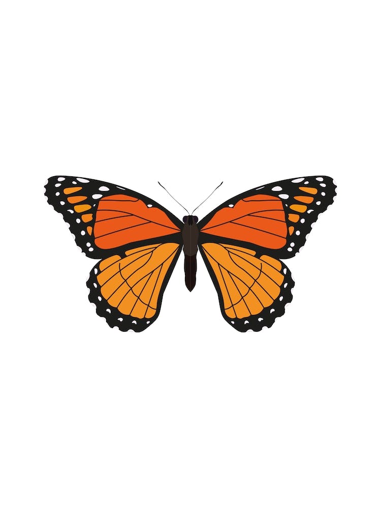 Orange Monarch Butterfly