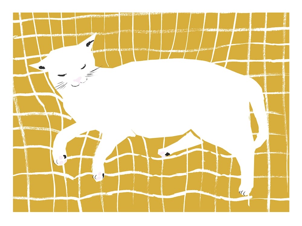 White Cat