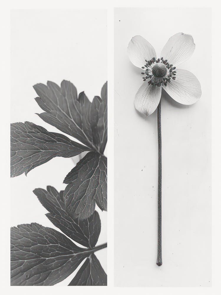 Anemone Flower Photo Collage 1