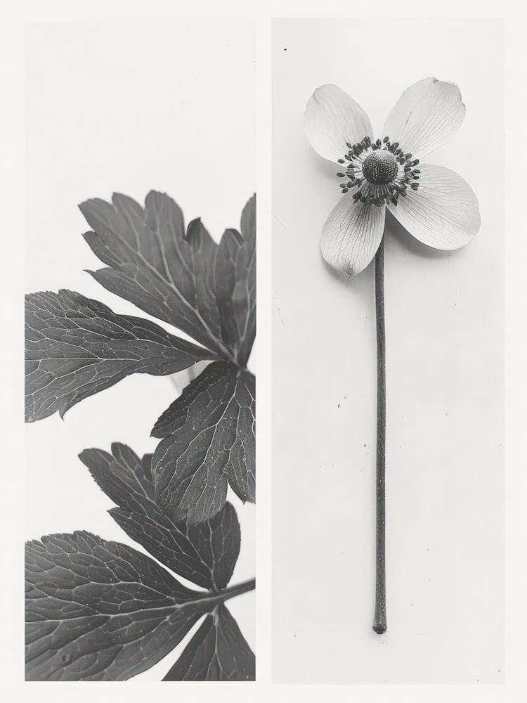 Anemone Flower Photo Collage 1