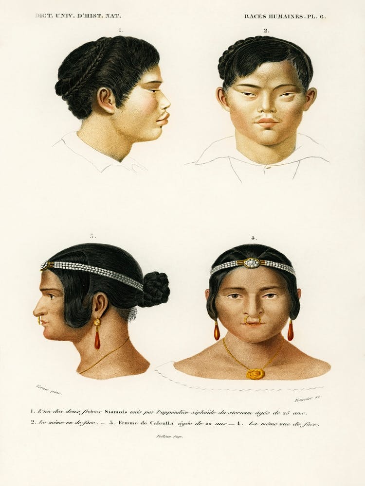 Human Race, Charles Dessalines D' Orbigny 1