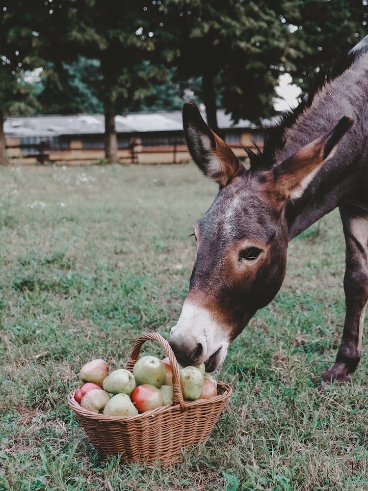 Mule Eating Apples