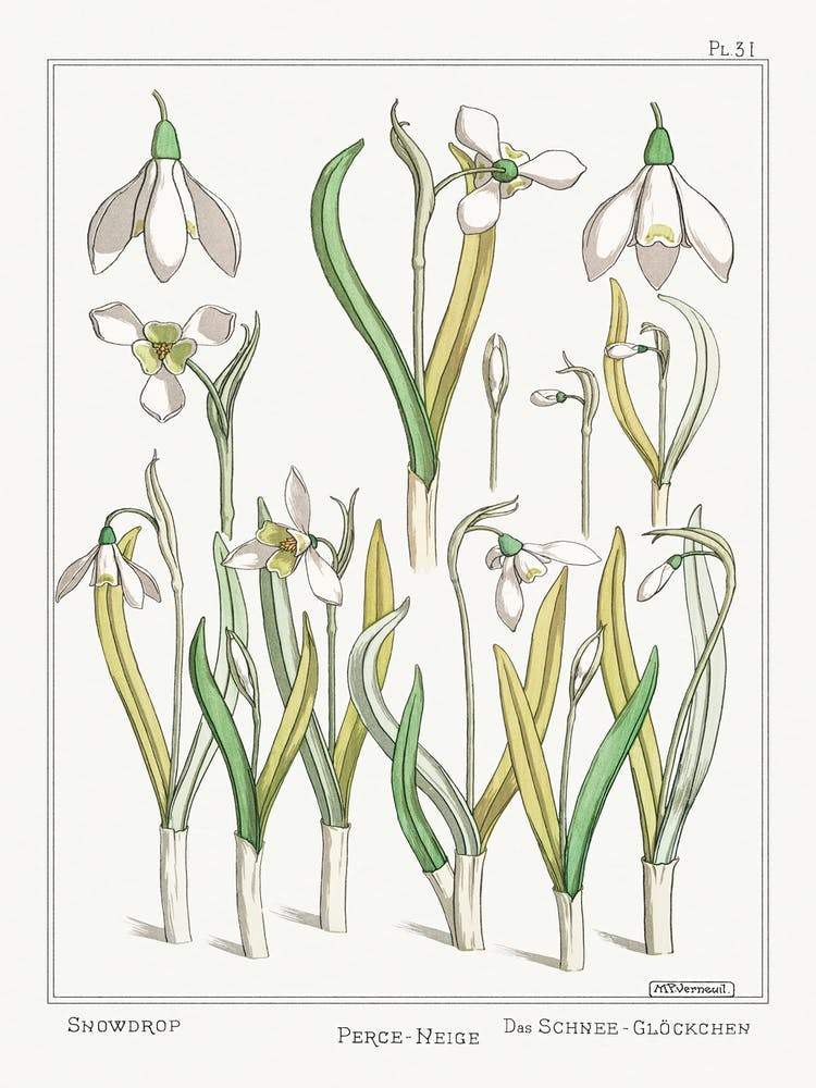 Snowdrop From The Plant And Its Ornamental Applications (1896), Maurice Pillard Verneuil