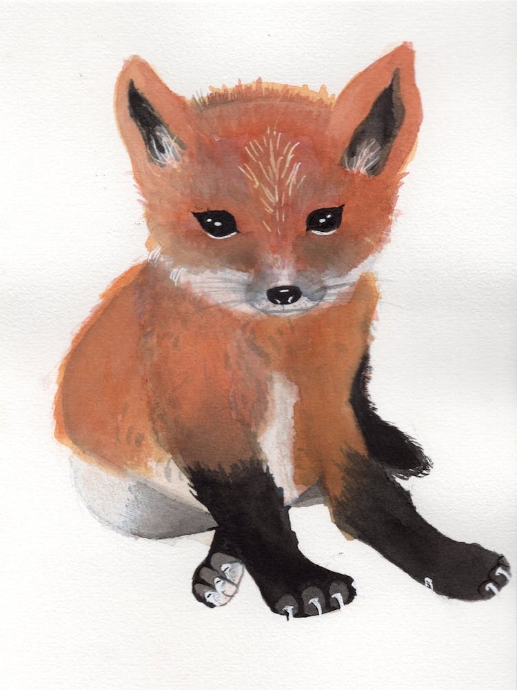 Baby Fox