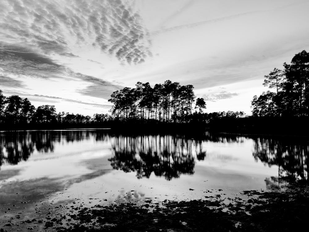 Reflection In A Pond
