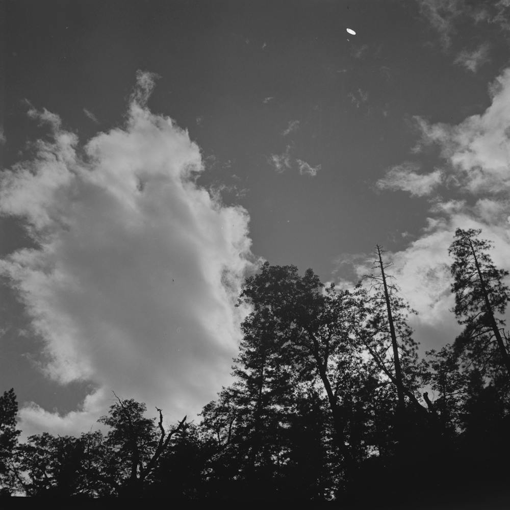 Shasta County, California, Trees And Clouds By Russell Lee