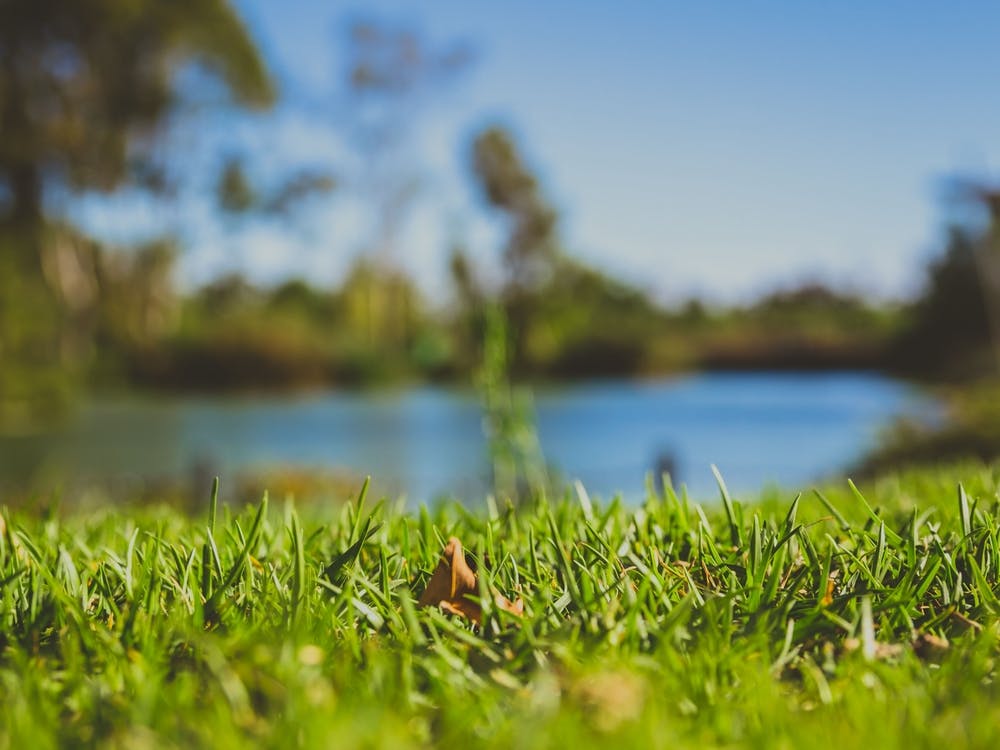 Closeup Of Green Grass In Park With Blurry Background Of A Pond And Trees