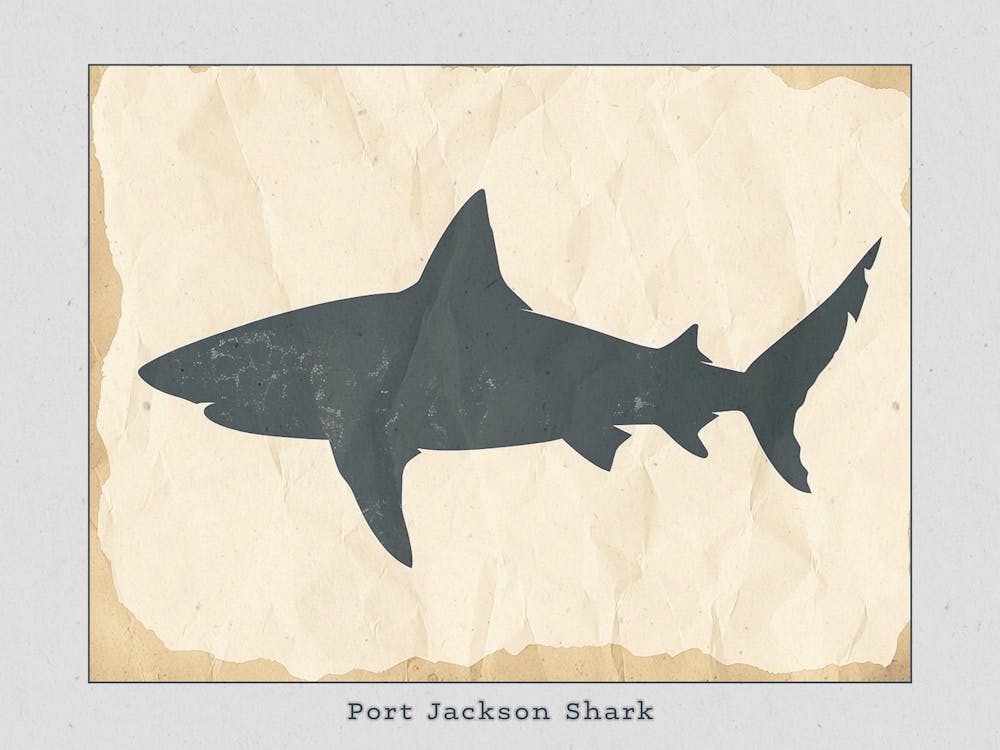 Port Jackson Shark Silhouette 3 Poster