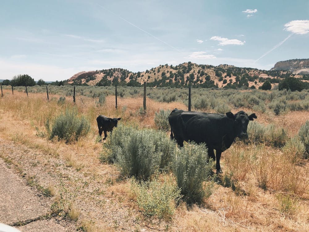 Black Cows Along Road