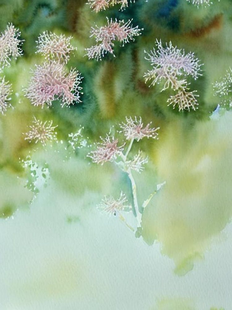 Acropora Jacquelineae Aquarelle Conte de Fées