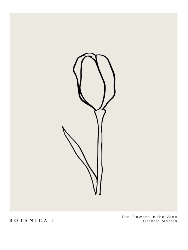Botanica line no 13