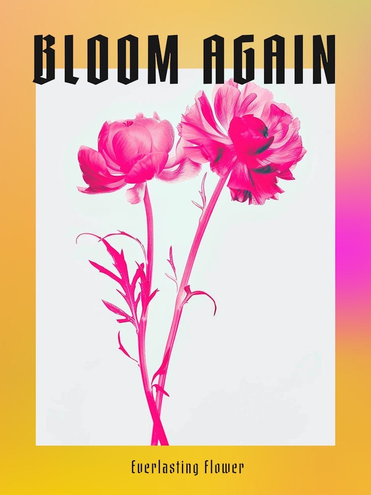 Hot Pink Everlasting Flower 1 Poster