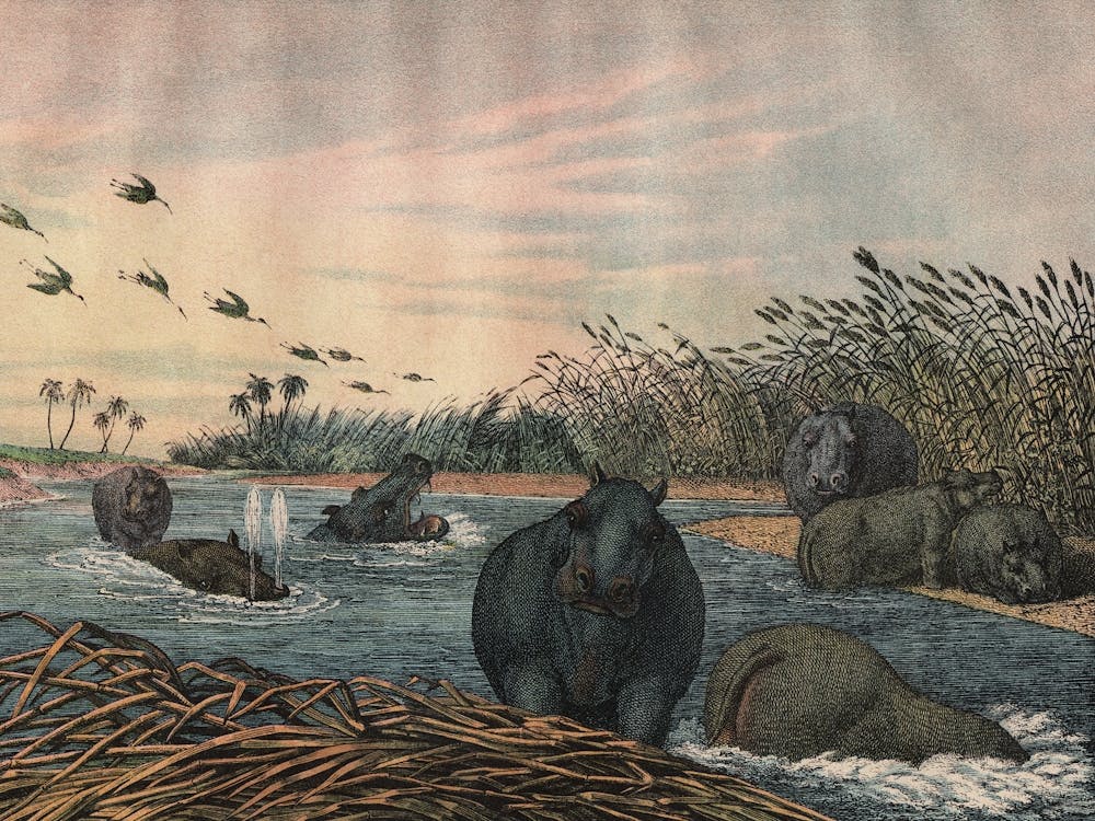 Vintage Kolb 5 Tafel 32 Flusspferd