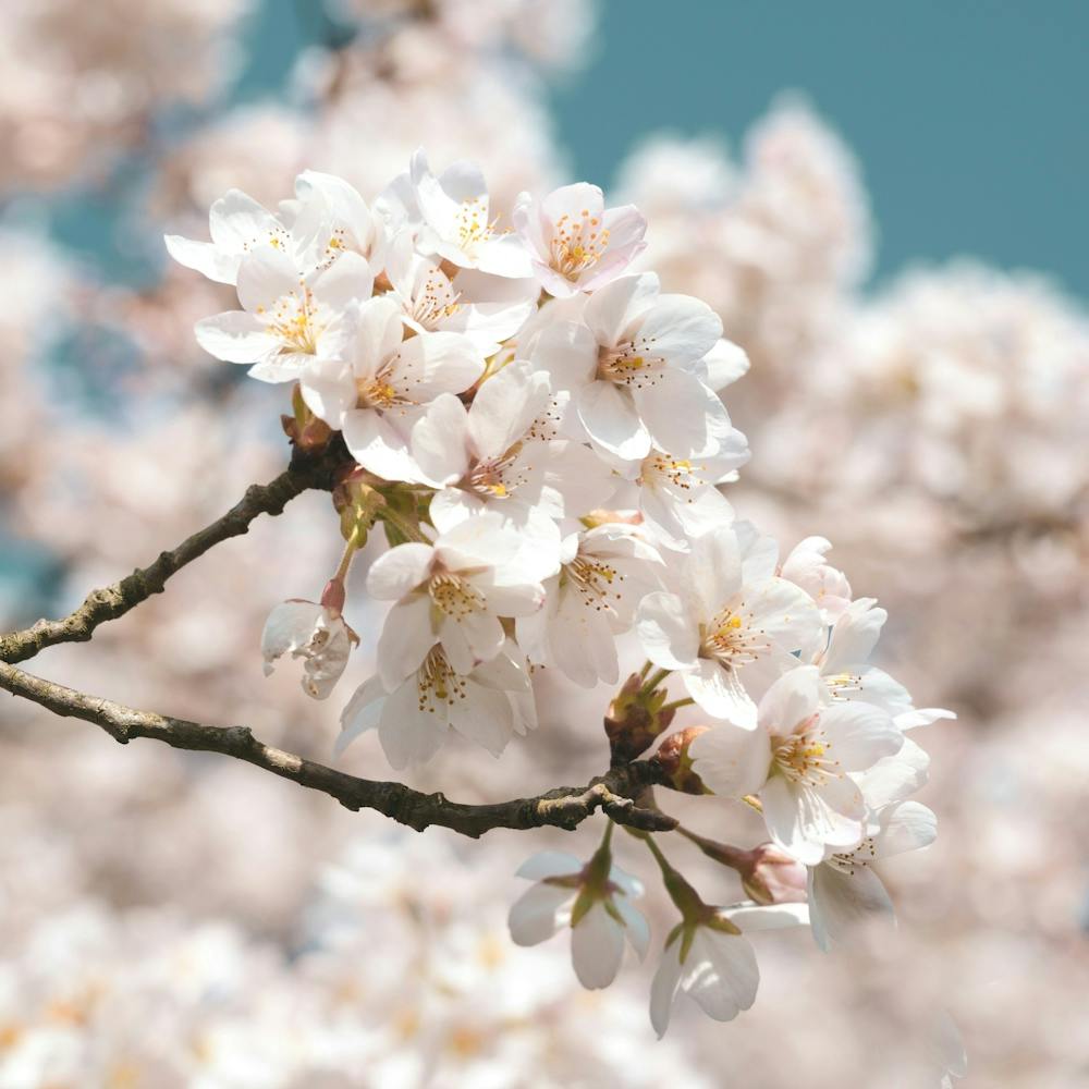 Soft cherry blossom in spring - white flowers - nature and travel photography by Christa Stroo