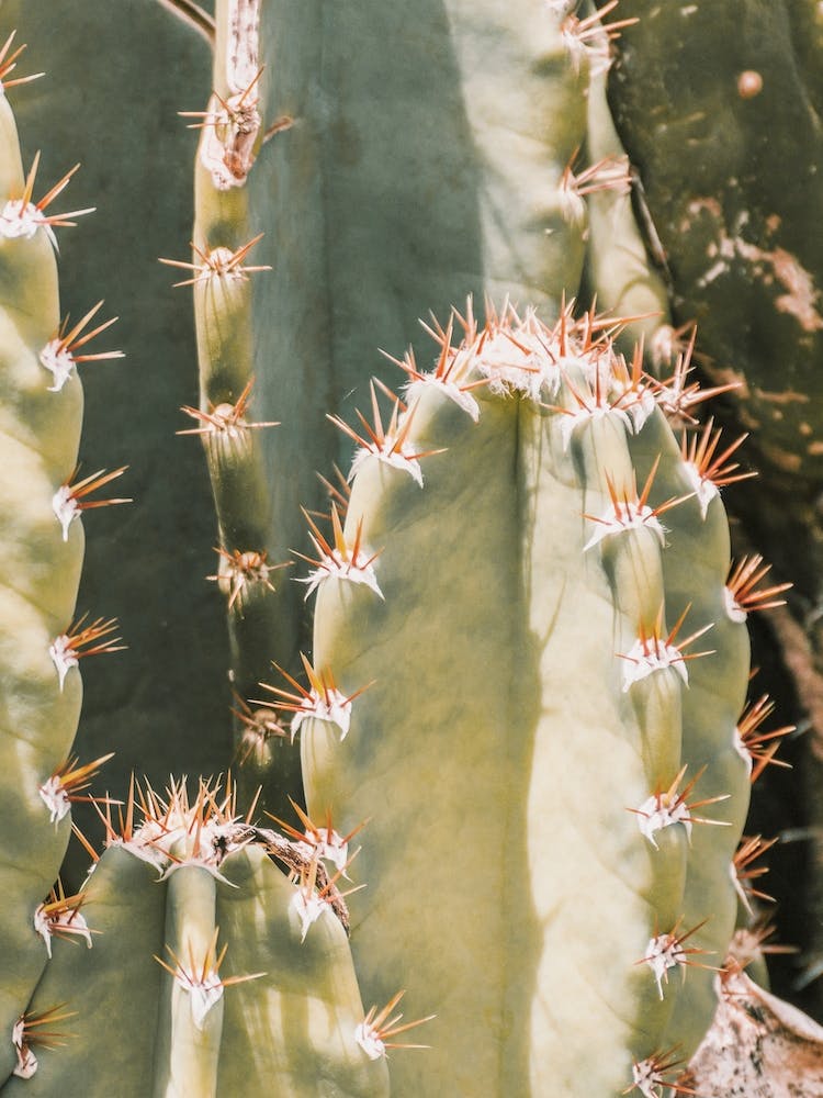 Small Spiked Cactus