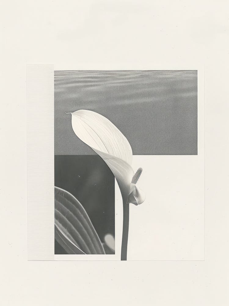 Lily Flower Photo Collage 1
